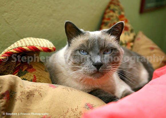 "Splendor in the Pillows -3"